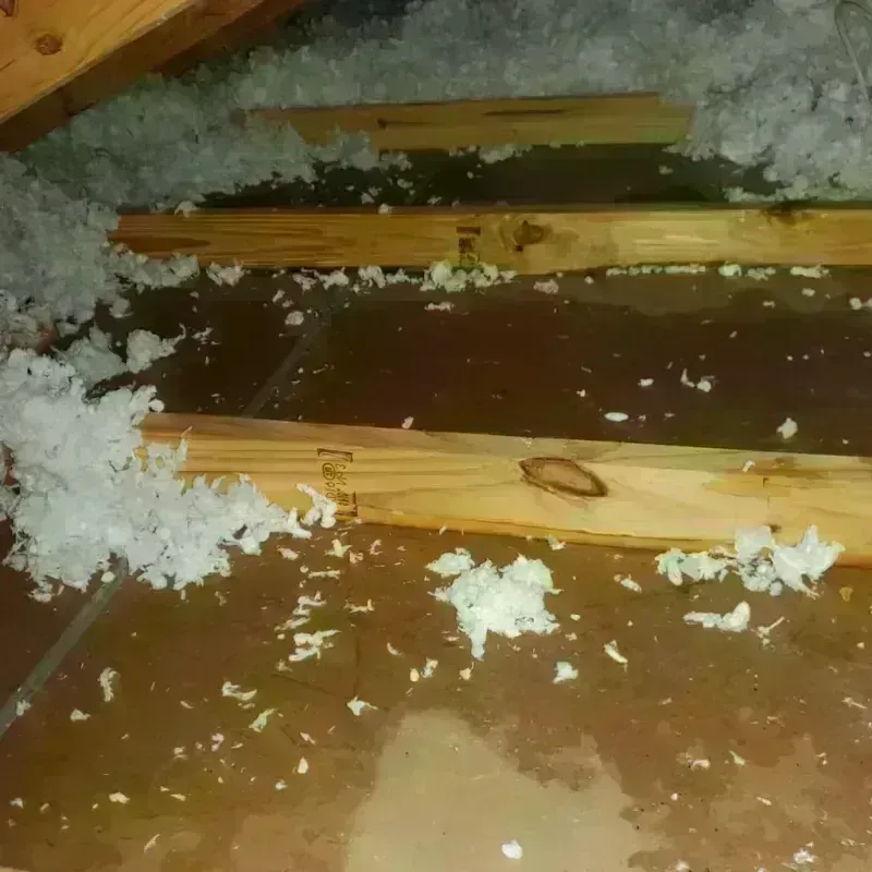 Attic Water Damage in San Pedro, CA